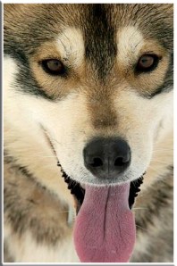 Hopefully this Sled Dog was not one of the 100 slaughtered